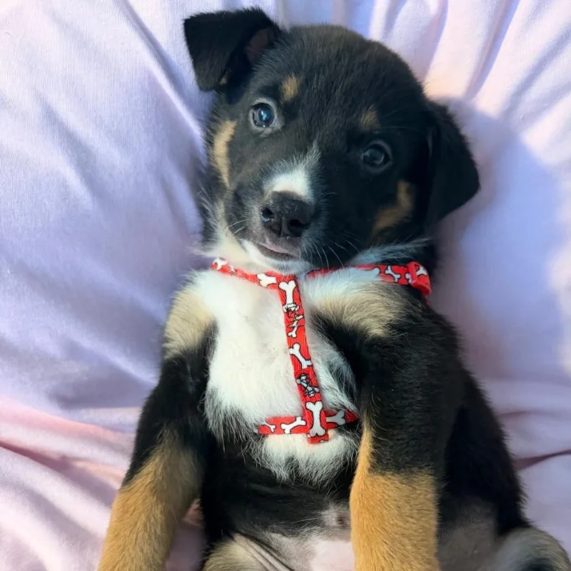 A baby medium-sized female Black Australian Cattle Dog / Blue Heeler dog named Nala for adoption in Beulaville, NC