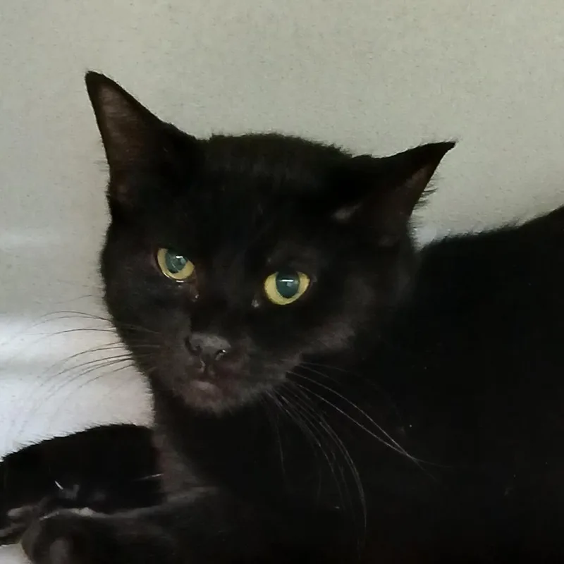 An adult small-sized female Black Domestic Short Hair cat named Sally for adoption in Colorado Springs, CO