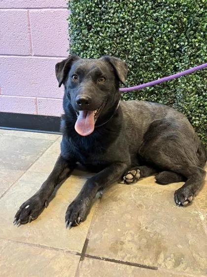 An adult medium-sized female Black Labrador Retriever dog named 60815126 for adoption in El Paso, TX