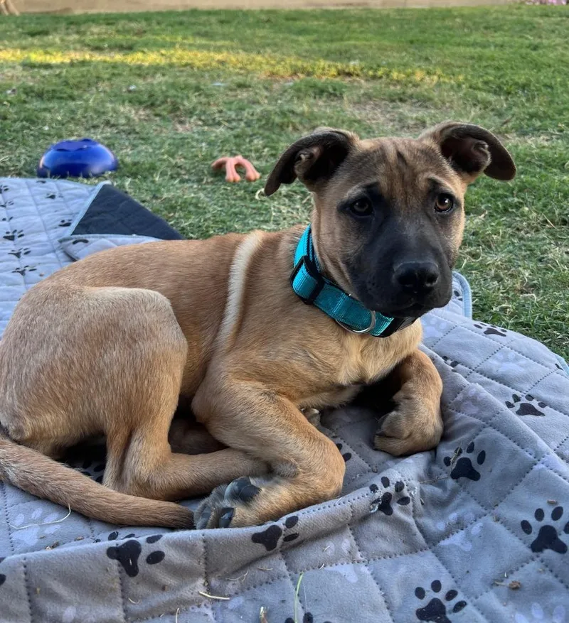 A baby large-sized female Shepherd dog named Rosalina for adoption in Lemoore, CA