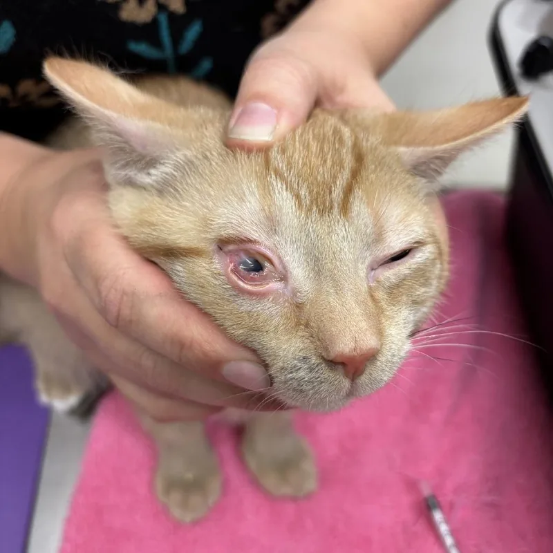 A baby medium-sized male Orange / Red Domestic Short Hair cat named Welcoming William for adoption in Gloucester, VA