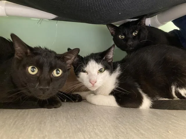 A young small-sized female Domestic Short Hair cat named Biscotti for adoption in Tustin, CA