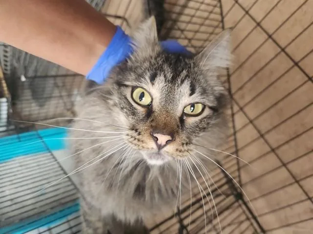 A young medium-sized male Domestic Long Hair cat named Colby for adoption in Albuquerque, NM