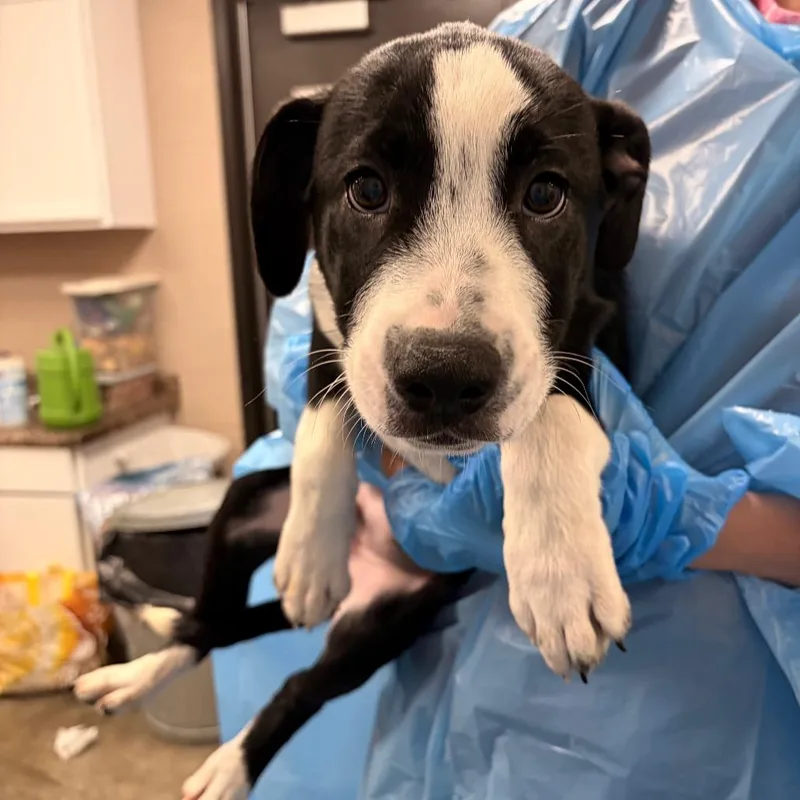 A baby medium-sized male Black Australian Cattle Dog / Blue Heeler dog named Pudgy for adoption in Muncie, IN