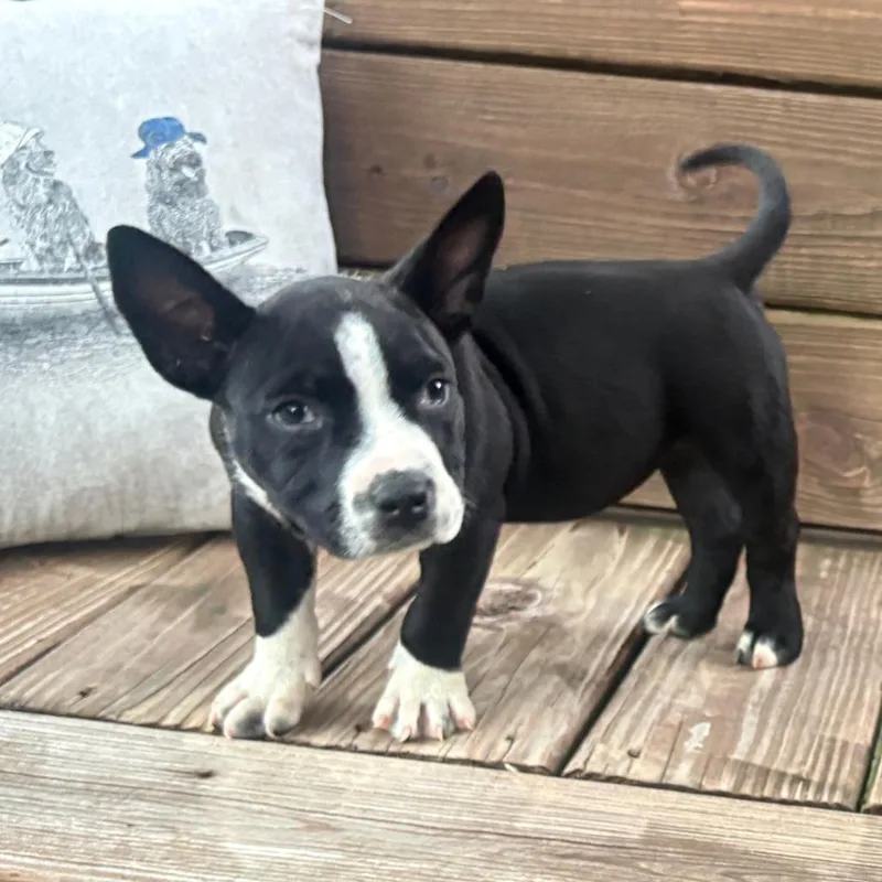 A baby medium-sized female American Bulldog dog named Raven for adoption in Mooresville, IN