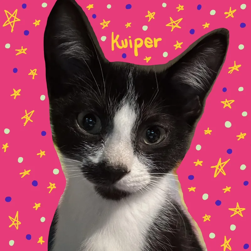 A baby small-sized male Black & White / Tuxedo Domestic Short Hair cat named Kuiper for adoption in Liverpool, TX