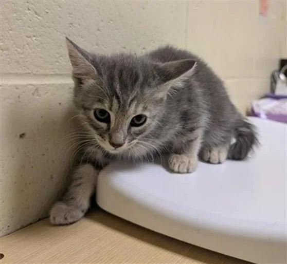A baby small-sized female Domestic Short Hair cat named Wendy for adoption in Sacramento, CA