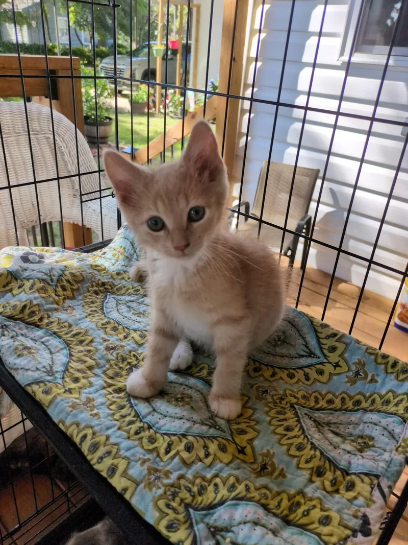 A baby small-sized male Domestic Short Hair cat named Buddy for adoption in Mount Pleasant, SC