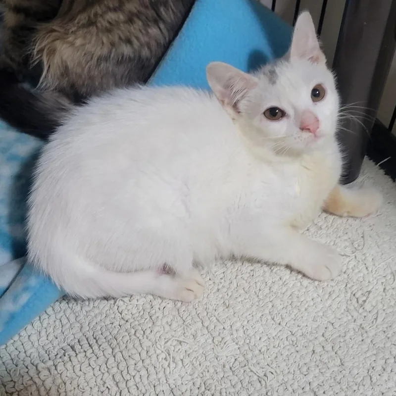 A baby small-sized female White Domestic Medium Hair cat named Tweety for adoption in Jessup, MD