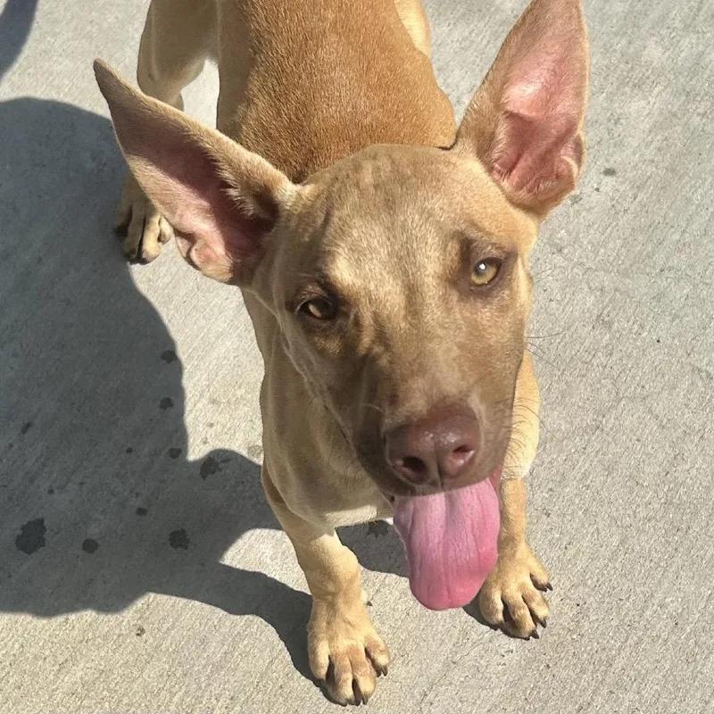 A young medium-sized female Apricot / Beige Mixed Breed dog named Louise for adoption in Morrisville, VT
