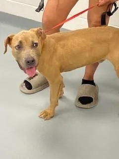 A young medium-sized male Mixed Breed dog named Milo for adoption in Saint Cloud, FL
