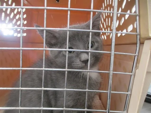 A baby small-sized female Domestic Short Hair cat named Toddles for adoption in Ocala, FL