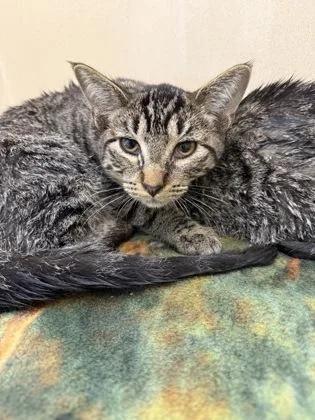 A baby small-sized male Domestic Short Hair cat named Goose for adoption in Pequot Lakes, MN