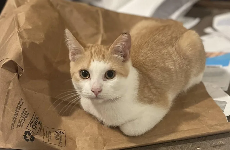A young medium-sized female Orange & White Domestic Short Hair cat named Nadia for adoption in Zimmerman, MN