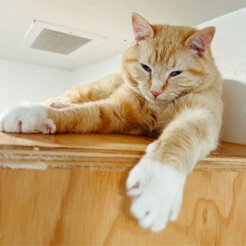 An adult medium-sized male Domestic Short Hair cat named Pooh Bear for adoption in Jackson, WY