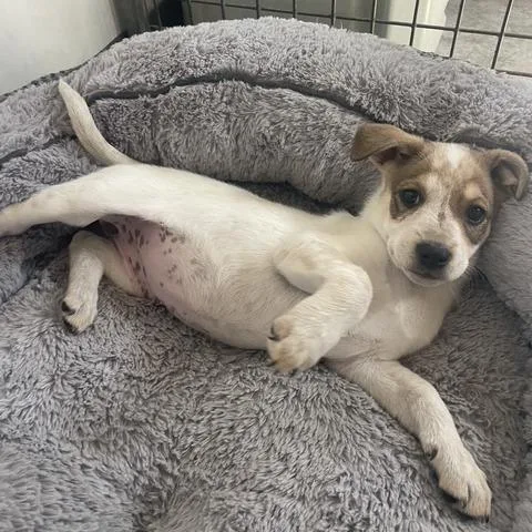 A baby medium-sized female Red / Chestnut / Orange Mixed Breed dog named Pearl for adoption in Prescott, AZ