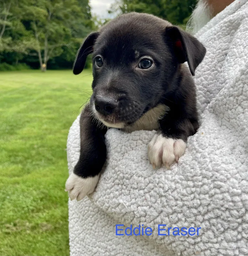 Eddie Eraser thumbnail 2