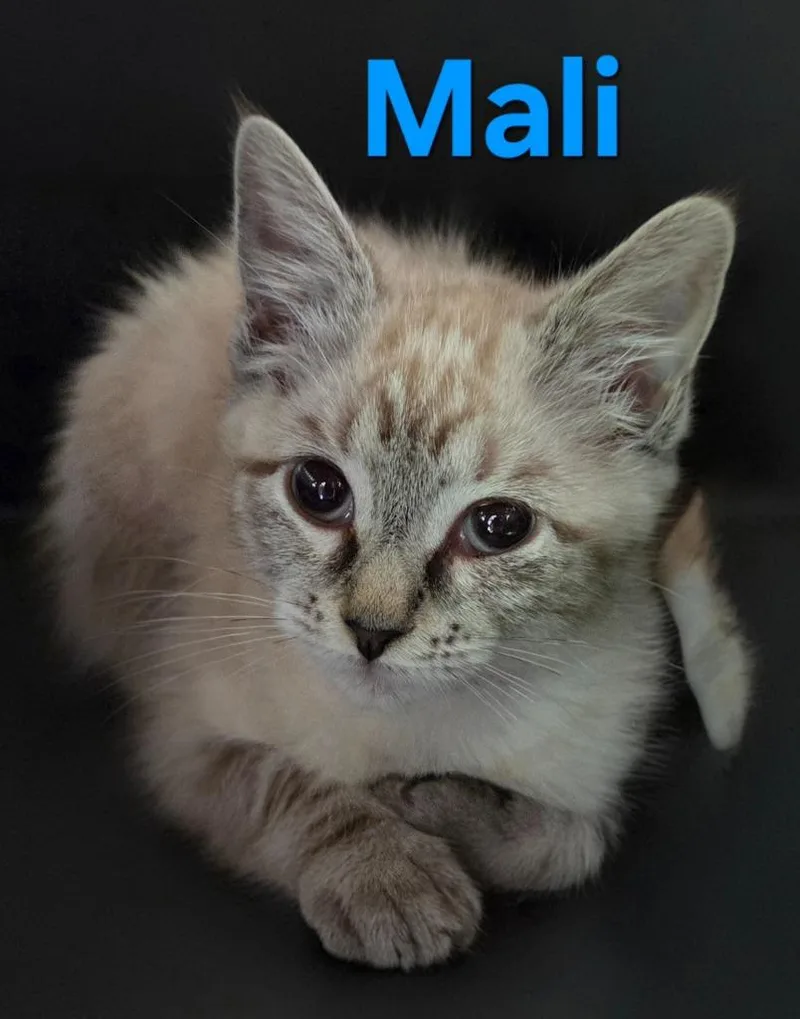 Mali thumbnail 2