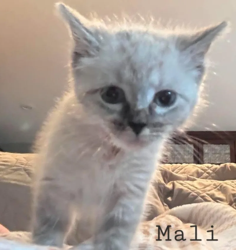 Mali thumbnail 3