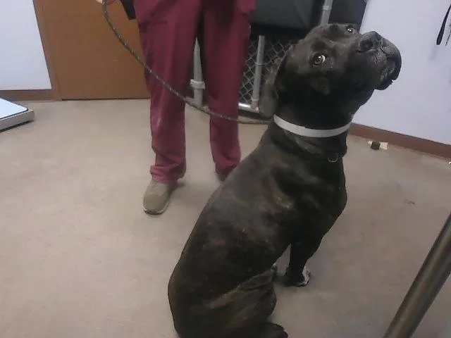 A young large-sized female Mastiff dog named Love for adoption in Phoenix, AZ