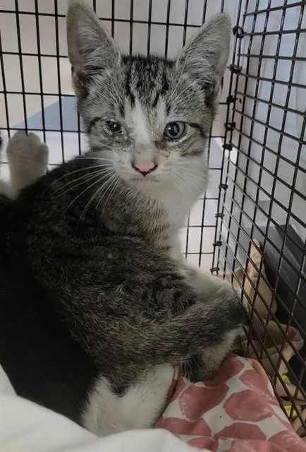 A baby small-sized male Domestic Short Hair cat named A for adoption in Fort Lauderdale, FL