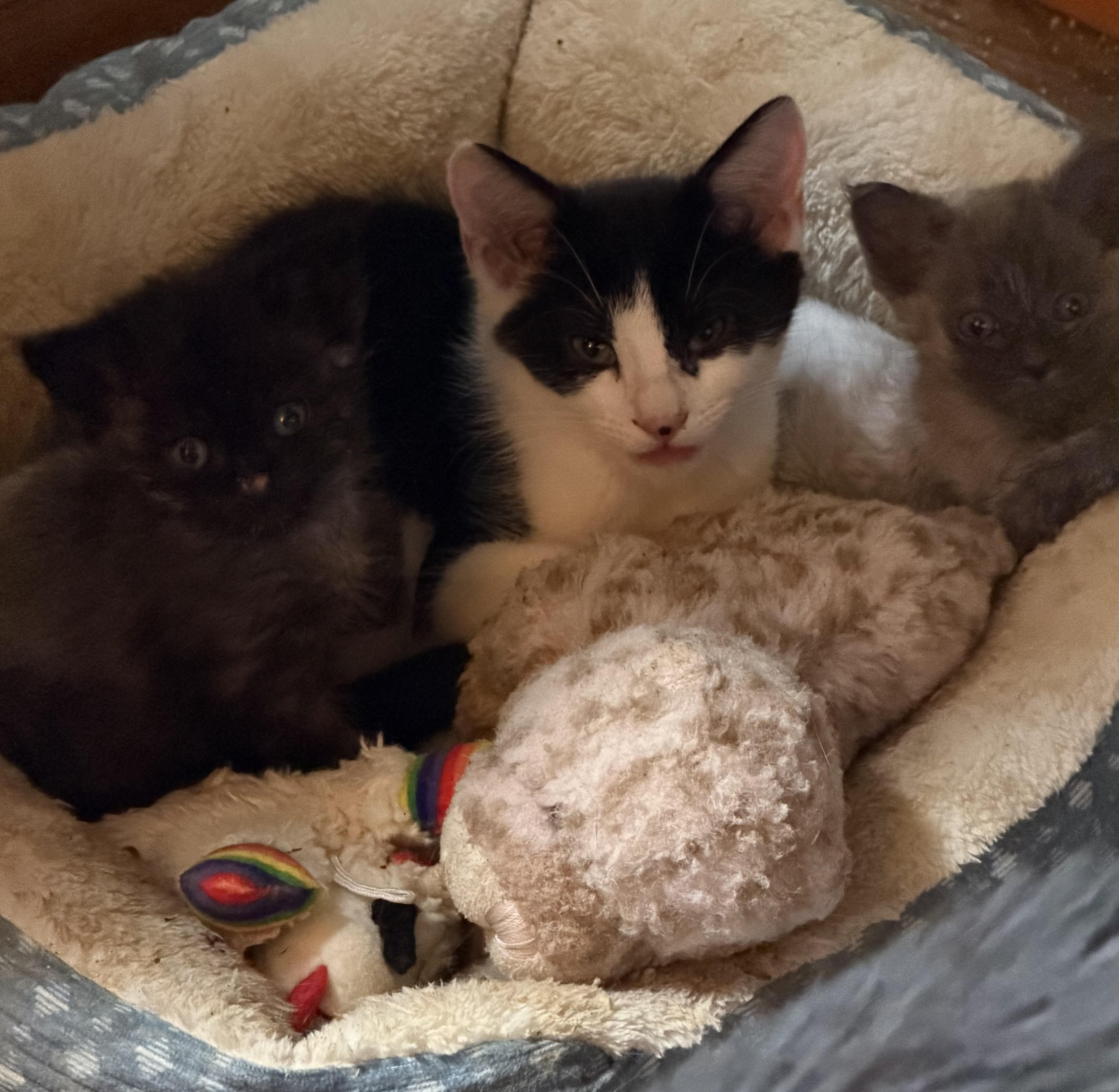 A young small-sized female Domestic Short Hair cat named Dongle for adoption in Bethel Park, PA
