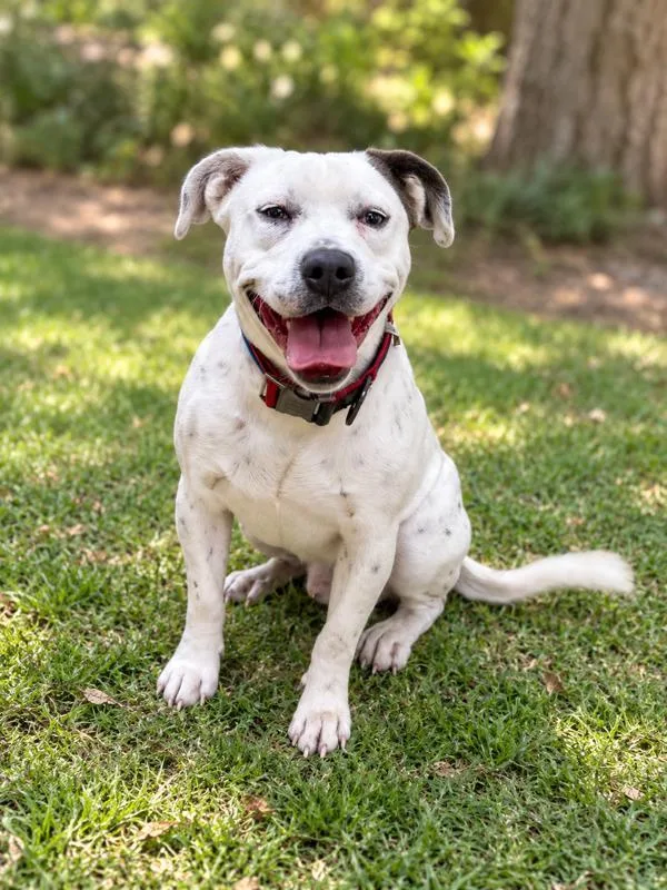 An adult medium-sized male Pit Bull Terrier dog named Lightning for adoption in Napa, CA