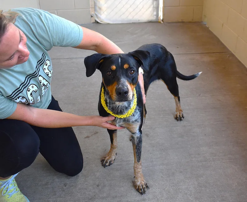A young medium-sized female Australian Cattle Dog / Blue Heeler dog named Celeste for adoption in McKinney, TX
