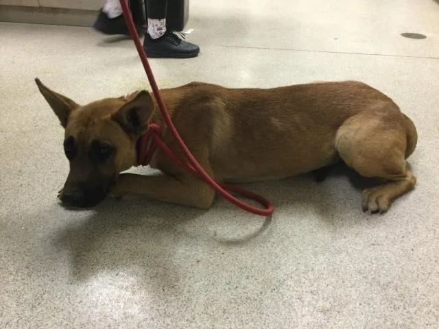 A young large-sized male German Shepherd Dog dog named Pip for adoption in Riverside, CA