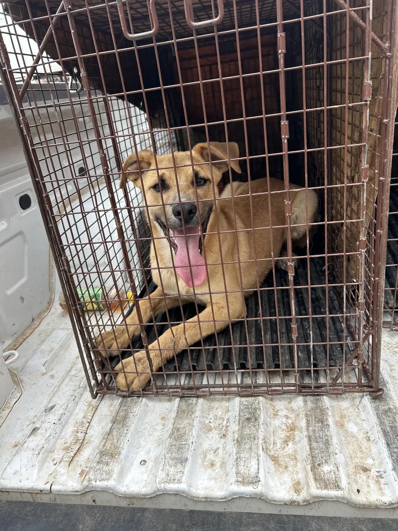 A baby medium-sized male Labrador Retriever dog named Nix for adoption in Dripping Springs, TX