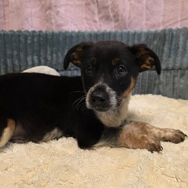 A baby small-sized male Tricolor (Brown, Black, & White) Rat Terrier dog named Morgan for adoption in Wiggins, MS