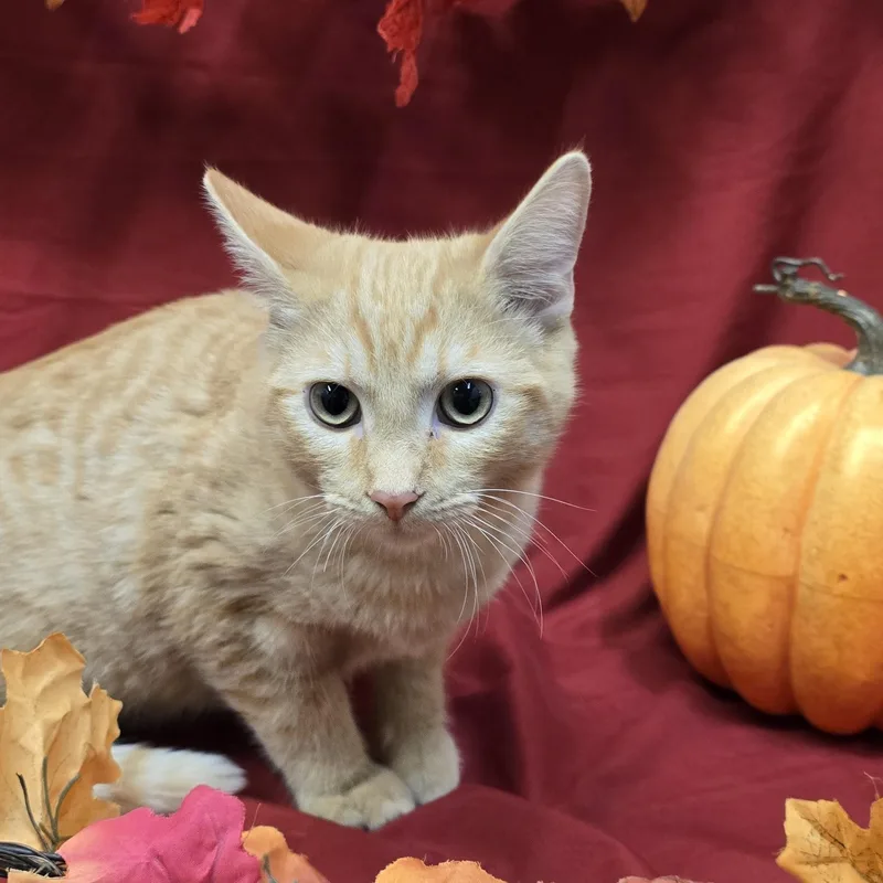 A young medium-sized male Tabby (Orange / Red) Domestic Short Hair cat named Fox for adoption in Payson, AZ