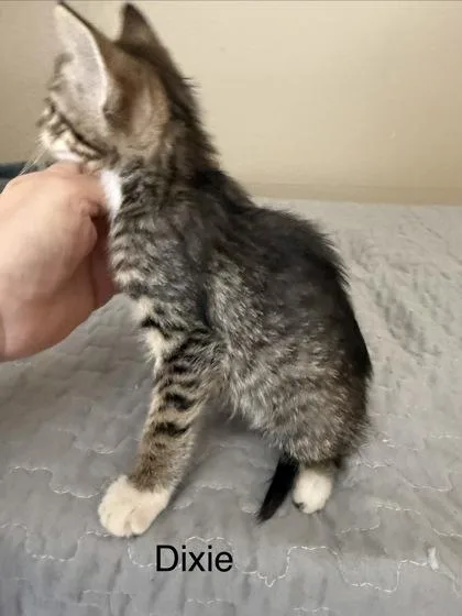 A young small-sized female Domestic Short Hair cat named Dixie for adoption in River Ridge, LA