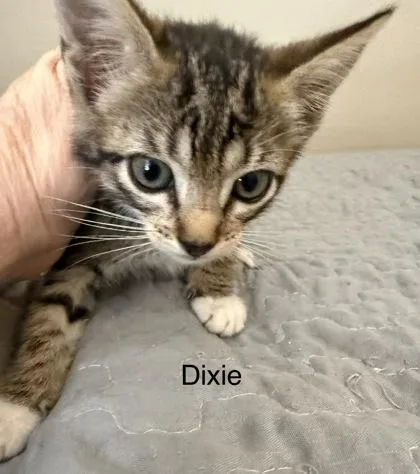 Dixie thumbnail 2