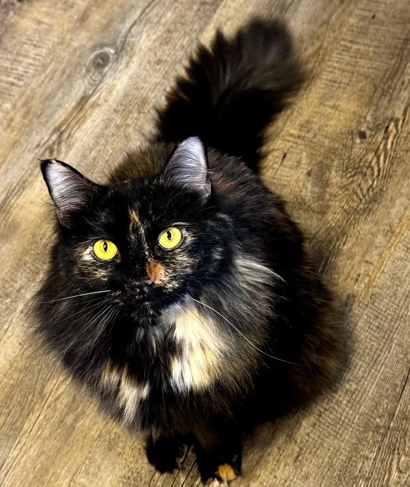 An adult large-sized female Tortoiseshell Domestic Long Hair cat named Luna Torti for adoption in Dallas, TX