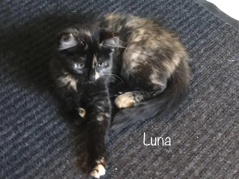 Luna Torti thumbnail 2