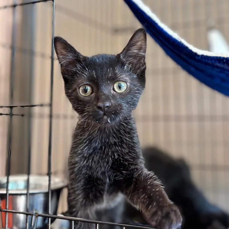 A baby small-sized male Black Domestic Short Hair cat named Yoda for adoption in Nashville, IN