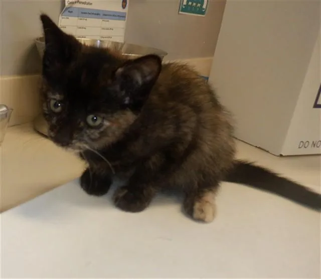 A baby small-sized female Domestic Short Hair cat named Sparkle for adoption in San Jose, CA