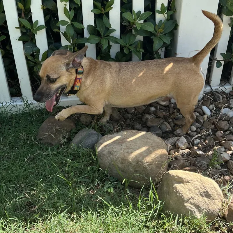 A senior small-sized male Yellow / Tan / Blond / Fawn Chihuahua dog named King for adoption in Houston, TX
