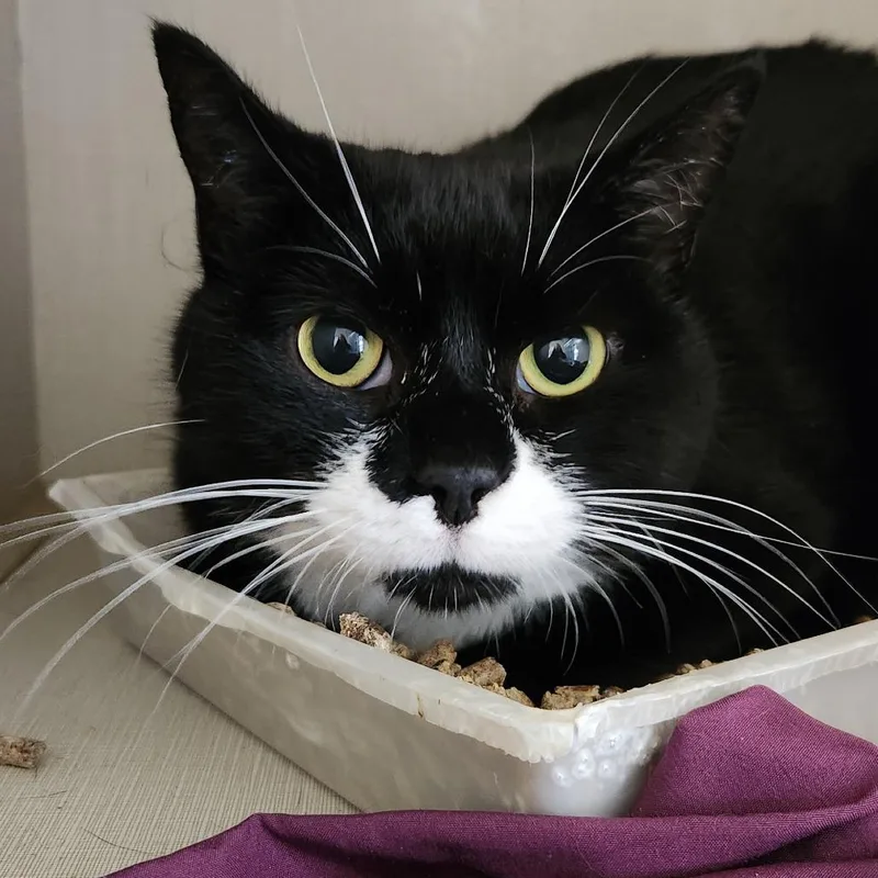 An adult small-sized female Black Domestic Short Hair cat named Moka for adoption in Fredericksburg, VA