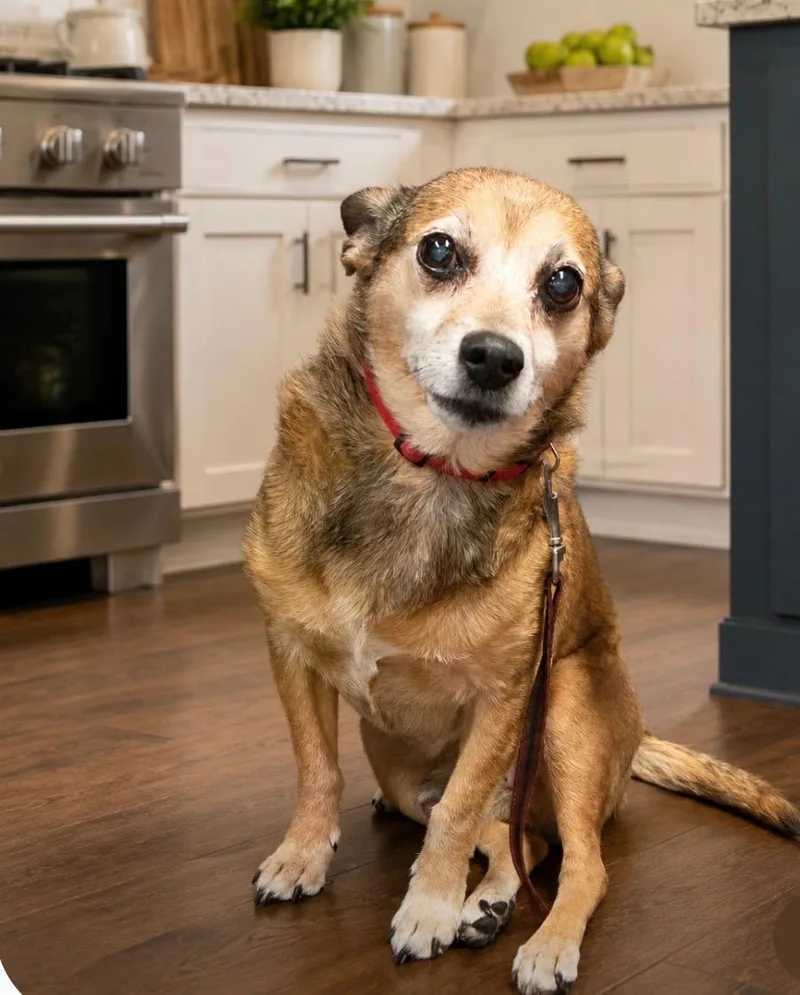 A senior small-sized male Chihuahua dog named Seger for adoption in Armada, MI