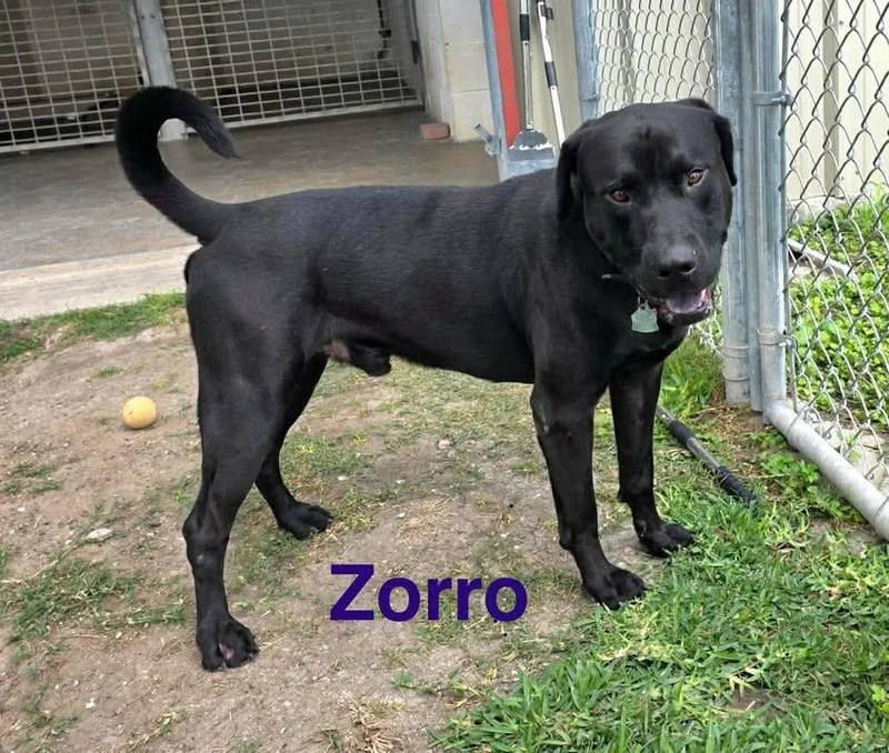 Zorro
