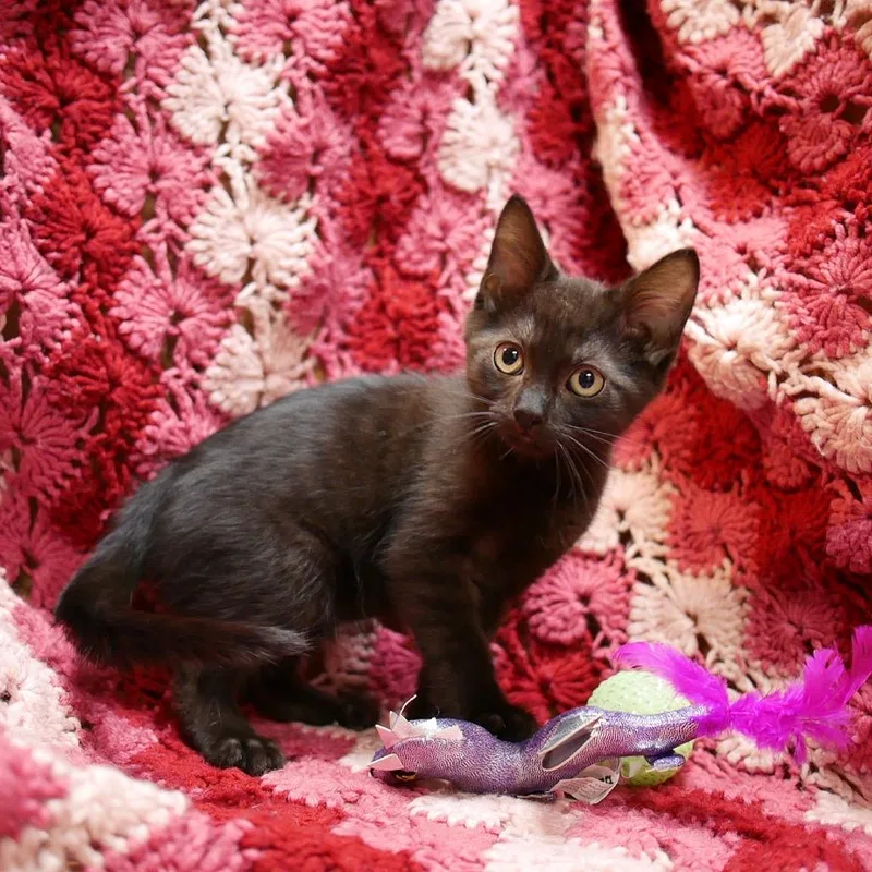 A baby small-sized male Black Domestic Short Hair cat named Indy for adoption in Wichita, KS
