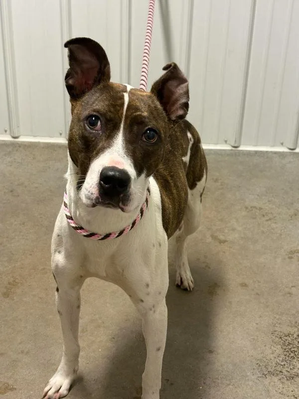 A young medium-sized female Boxer dog named Vines for adoption in Lancaster, OH