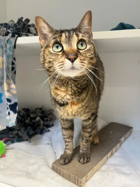 A senior small-sized female Tabby (Brown / Chocolate) Domestic Short Hair cat named Lily for adoption in Manassas, VA