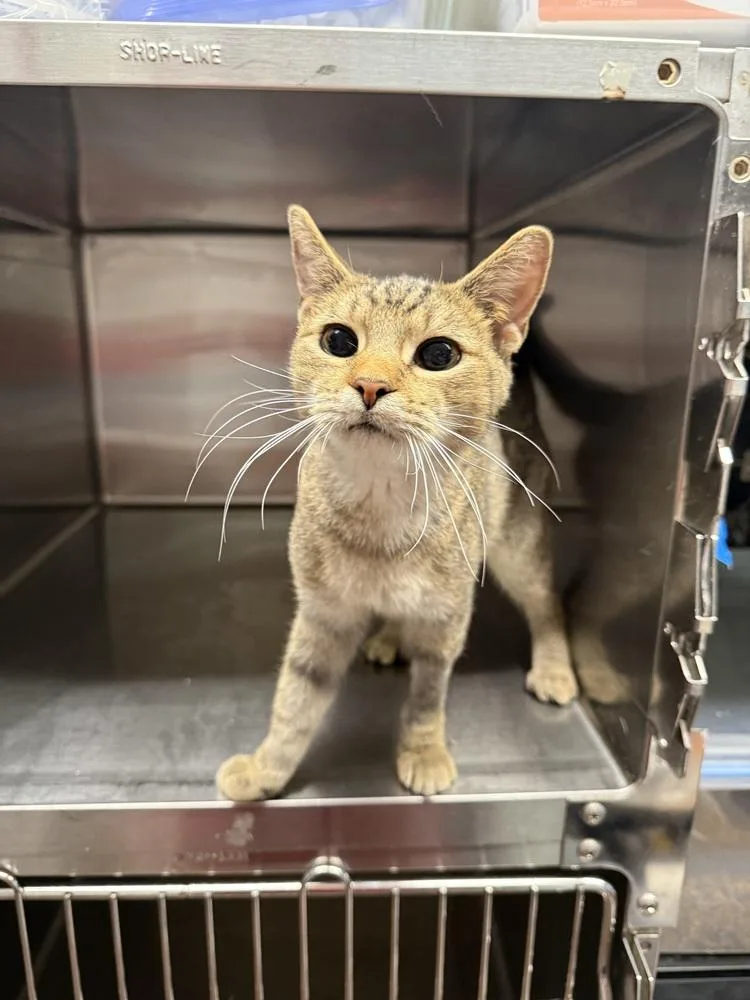 An adult medium-sized female Tabby (Brown / Chocolate) Domestic Short Hair cat named Thora for adoption in West Mifflin, PA
