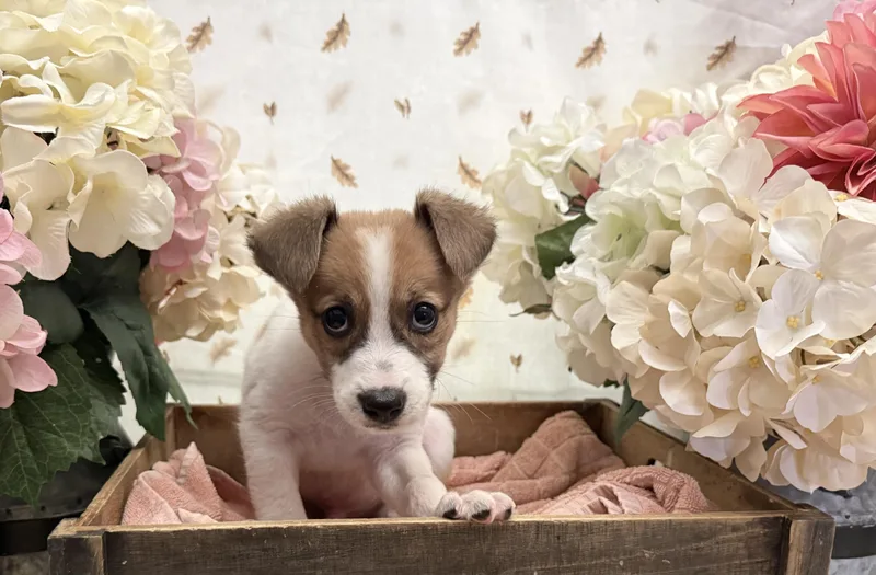 A baby medium-sized male White / Cream Terrier dog named Pine for adoption in Newberg, OR