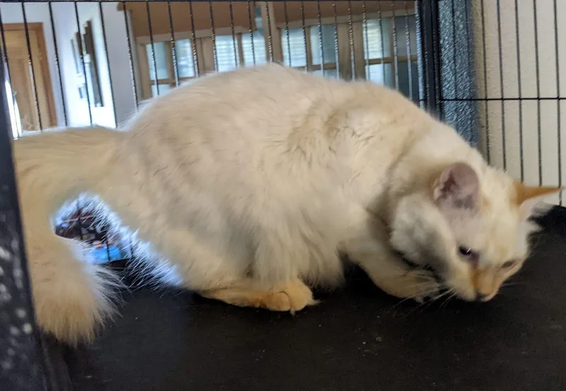 Chablais thumbnail 3