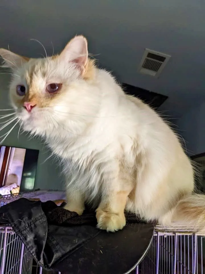 Chablais thumbnail 4