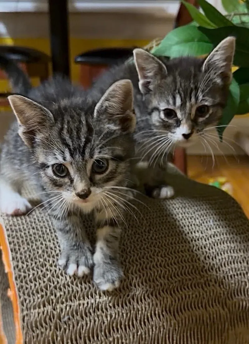 A baby small-sized male Tabby (Brown / Chocolate) Domestic Short Hair cat named Moon & Navy for adoption in Totowa, NJ